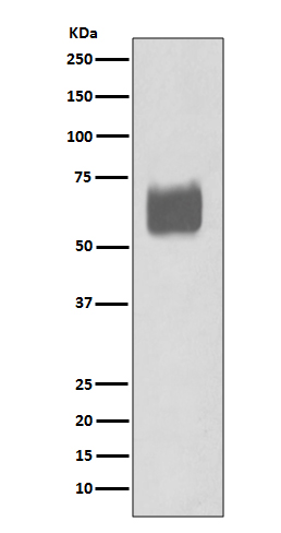 Rabbit monoclonal antibody