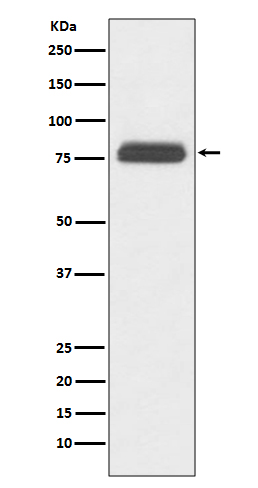 Rabbit monoclonal antibody