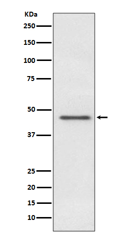 Rabbit monoclonal antibody