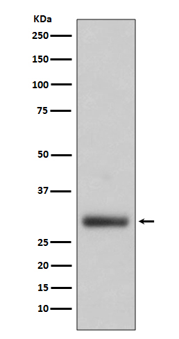 Rabbit monoclonal antibody