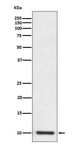 Rabbit monoclonal antibody