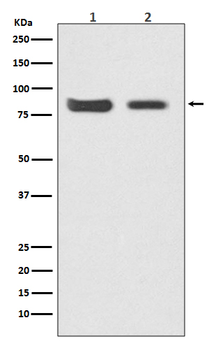 Rabbit monoclonal antibody