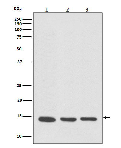 Rabbit monoclonal antibody
