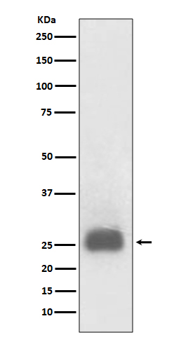 Rabbit monoclonal antibody
