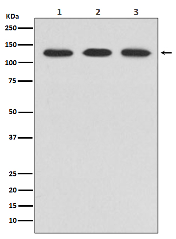 Rabbit monoclonal antibody