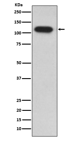 Rabbit monoclonal antibody