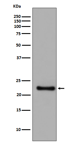 Rabbit monoclonal antibody
