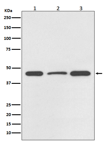 Rabbit monoclonal antibody
