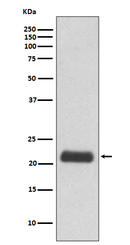 Rabbit monoclonal antibody