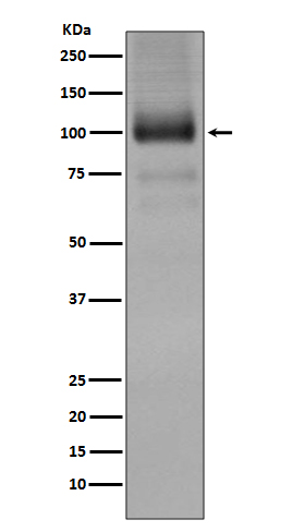 Rabbit monoclonal antibody