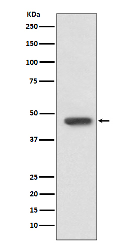 Rabbit monoclonal antibody