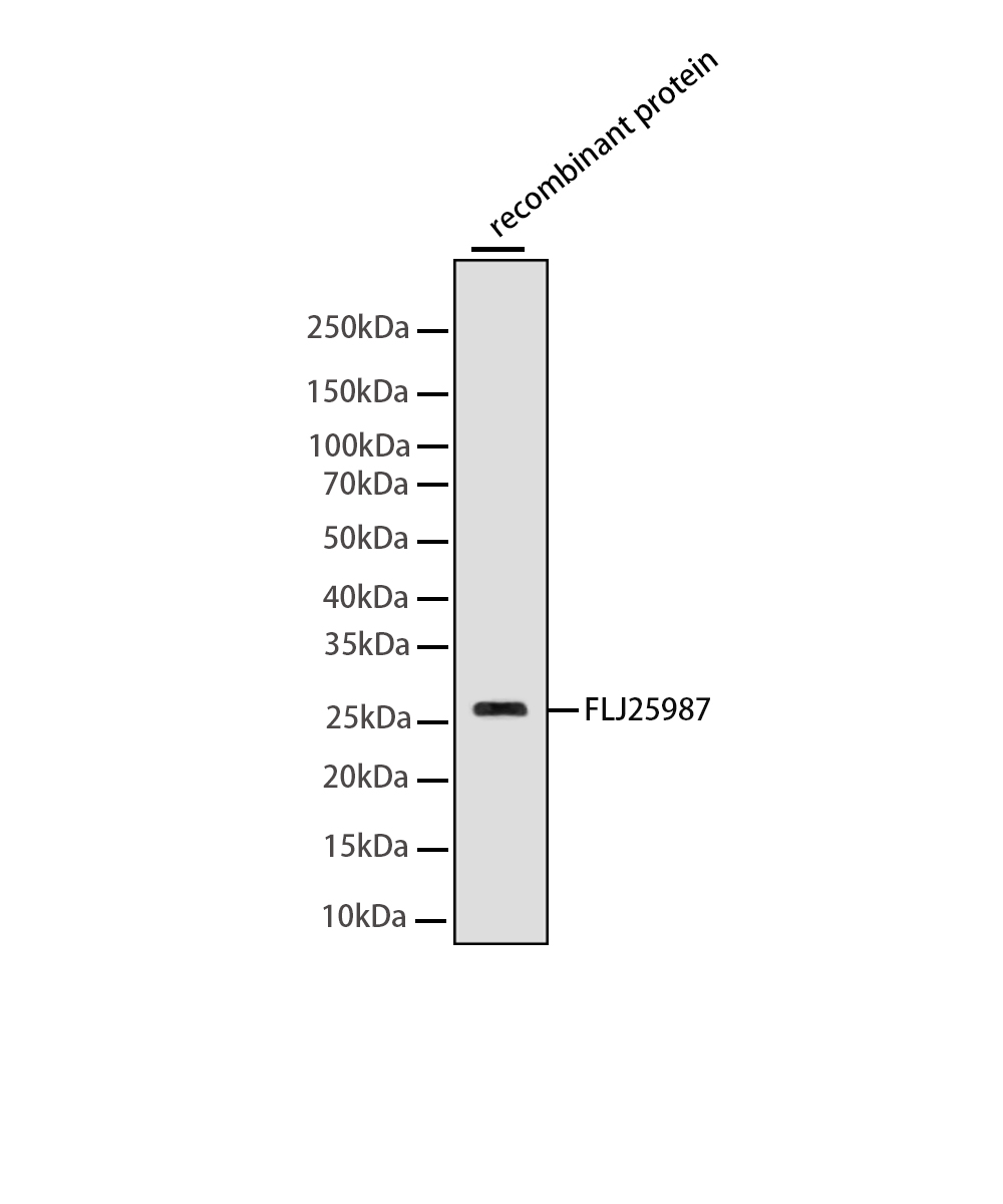 Rabbit monoclonal antibody