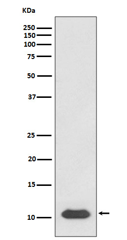 Rabbit monoclonal antibody