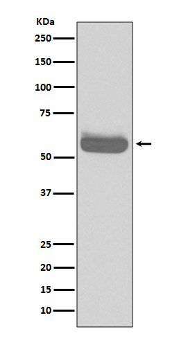 Rabbit monoclonal antibody