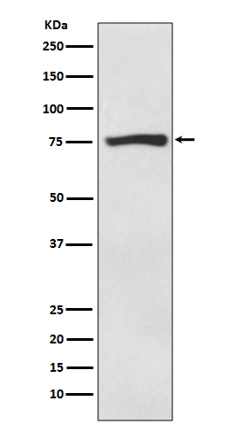 Rabbit monoclonal antibody