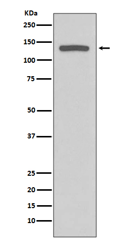 Rabbit monoclonal antibody