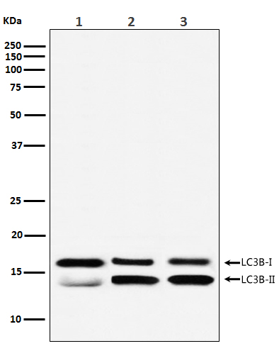 Rabbit monoclonal antibody