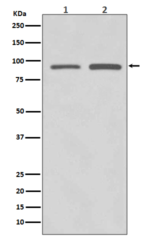 Rabbit monoclonal antibody