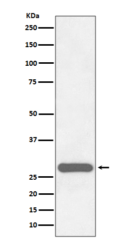 Rabbit monoclonal antibody