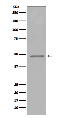 Rabbit monoclonal antibody