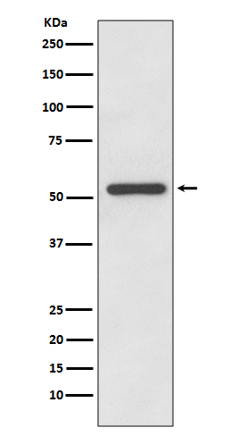 Rabbit monoclonal antibody