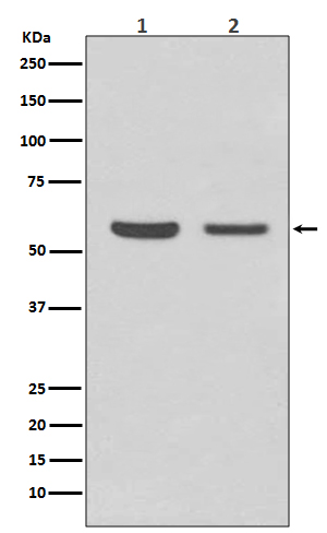 Rabbit monoclonal antibody