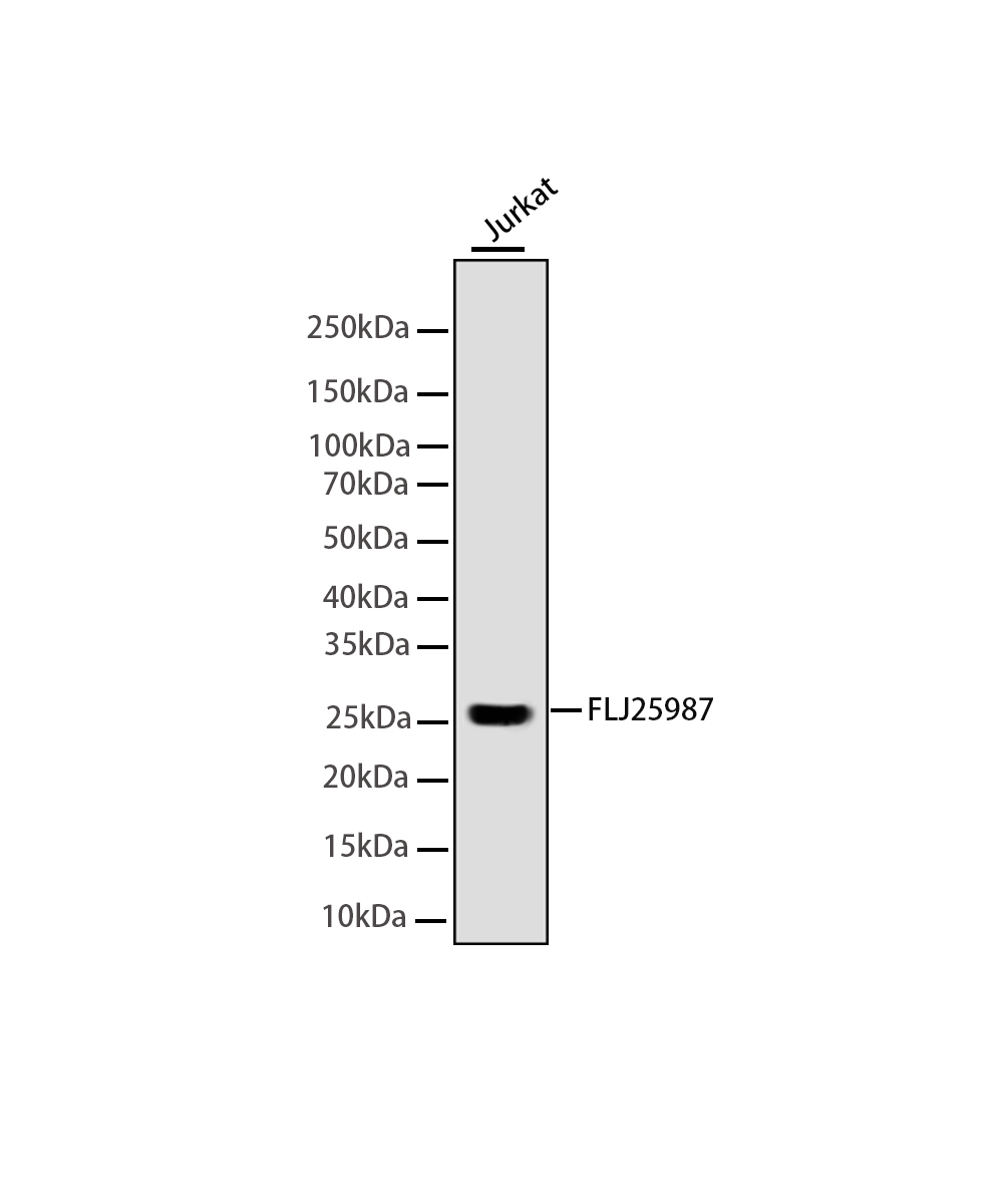 Rabbit monoclonal antibody