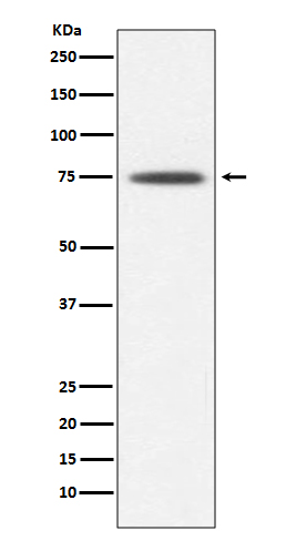 Rabbit monoclonal antibody