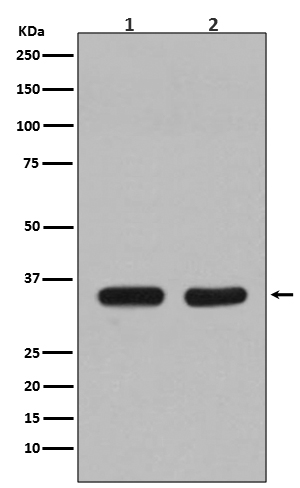 Rabbit monoclonal antibody