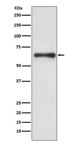 Rabbit monoclonal antibody