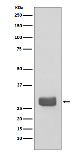 Rabbit monoclonal antibody