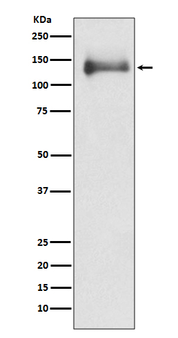 Rabbit monoclonal antibody