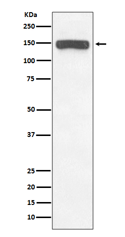 Rabbit monoclonal antibody