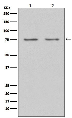 Rabbit monoclonal antibody