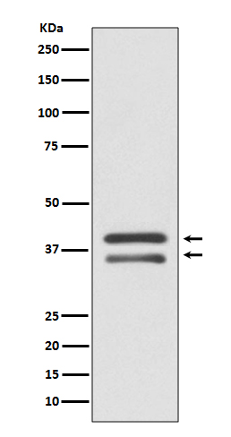 Rabbit monoclonal antibody