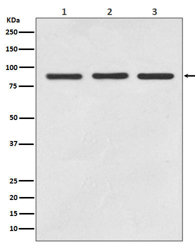 Rabbit monoclonal antibody
