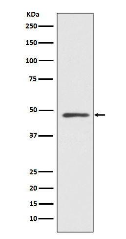 Rabbit monoclonal antibody