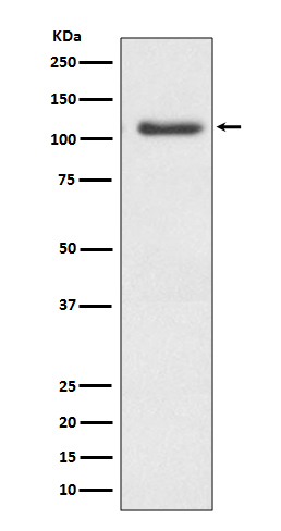 Rabbit monoclonal antibody