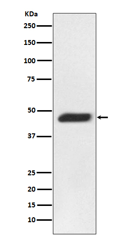 Rabbit monoclonal antibody