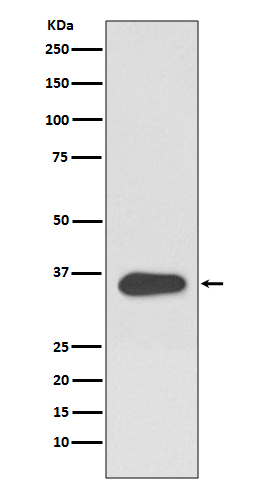 Rabbit monoclonal antibody
