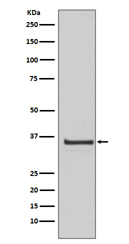 Rabbit monoclonal antibody