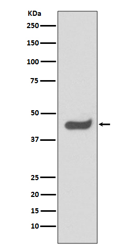 Rabbit monoclonal antibody