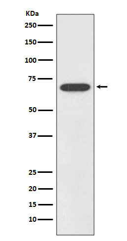 Rabbit monoclonal antibody