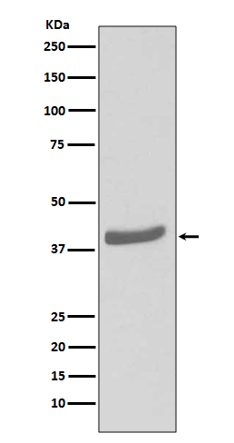 Rabbit monoclonal antibody