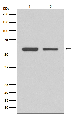 Rabbit monoclonal antibody