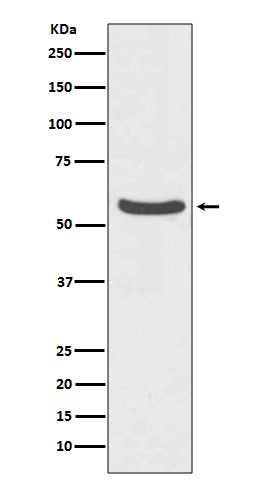 Rabbit monoclonal antibody