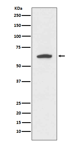 Rabbit monoclonal antibody