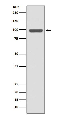 Rabbit monoclonal antibody