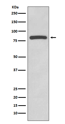 Rabbit monoclonal antibody