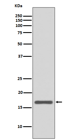 Rabbit monoclonal antibody